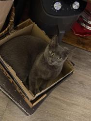 Lost Female Cat last seen Near E Allen St In Winooski, Winooski, VT 05404