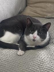 Reunited Male Cat last seen Government Aly, Sacramento, CA, USA, Sacramento, CA 95811
