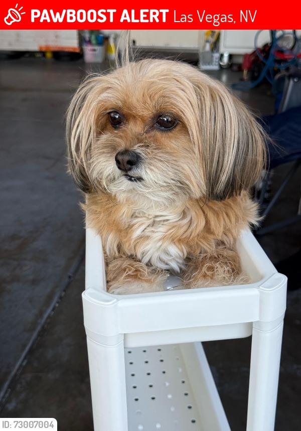 Lost Female Dog last seen Weatherstone dr, Las Vegas, NV 89110