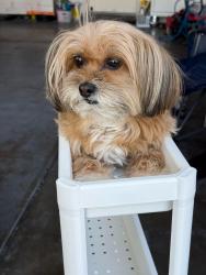Lost Female Dog last seen Weatherstone dr, Las Vegas, NV 89110
