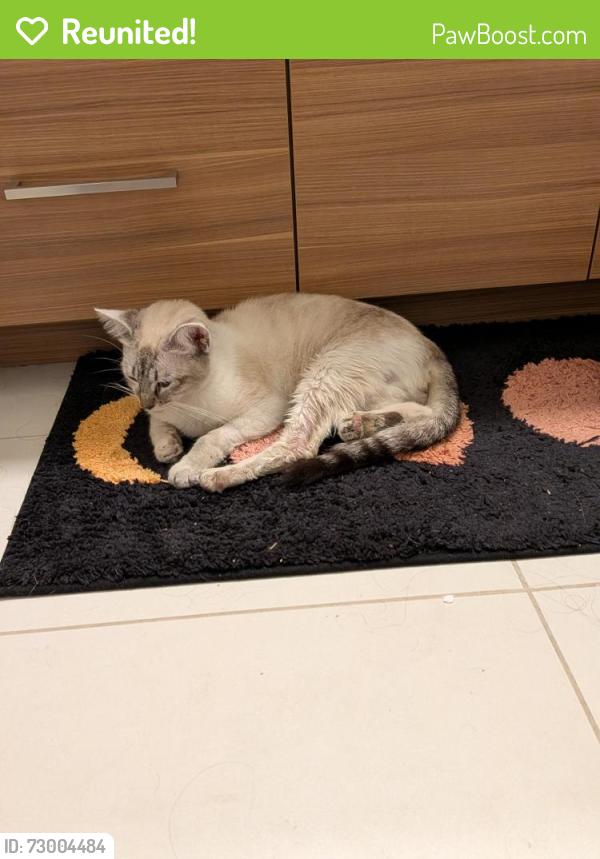 Reunited Female Cat last seen Vegan Donut Gelato , Oakland, CA 94606