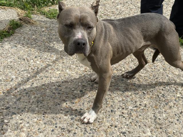 Shelter Stray Male Dog last seen Near BLOCK ANGLIN ST, DETROIT, MI 48234, 7401 Chrysler Dr, Detroit, MI 48211, USA