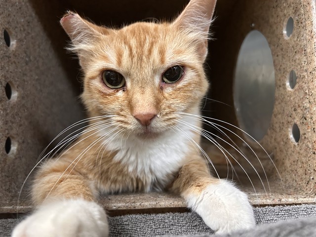 Shelter Stray Female Cat last seen Near BLOCK PLEASANT ST, RIVERSIDE CA 92507, 6851 Van Buren Boulevard, Jurupa Valley, CA 92509, USA