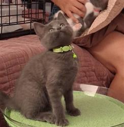 Shelter Stray Female Cat last seen , 14409 Vanowen St, Van Nuys, CA 91405, USA