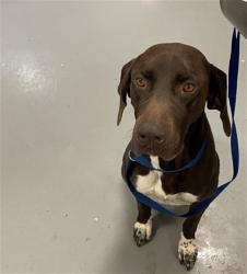 Shelter Stray Male Dog last seen FLORIDA AVE/CORTRITE AVE, HEMET CA 92545, San Jacinto, CA 92582, USA