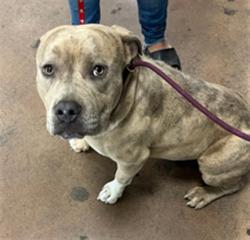 Shelter Stray Male Dog last seen , 14409 Vanowen St, Van Nuys, CA 91405, USA