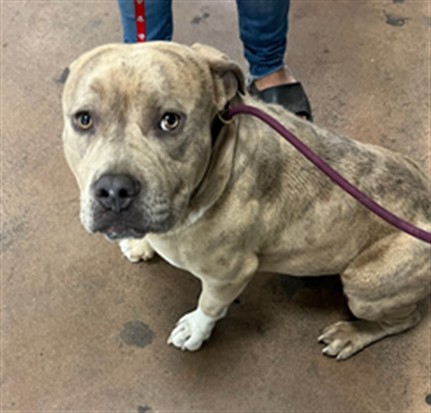 Shelter Stray Male Dog last seen , 14409 Vanowen St, Van Nuys, CA 91405, USA