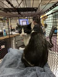 Shelter Stray Male Cat last seen Near BLOCK BLCK STANLEY AVE, LONG BEACH, CA 90804, 7700 E Spring St, Long Beach, CA 90815, USA