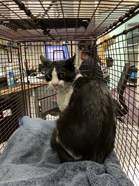 Shelter Stray Male Cat last seen Near BLOCK BLCK STANLEY AVE, LONG BEACH, CA 90804, 7700 E Spring St, Long Beach, CA 90815, USA