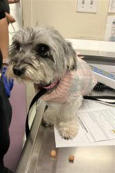 Shelter Stray Female Dog last seen Near BLOCK BLCK CANAL AVE, LONG BEACH, CA, 90810, 7700 E Spring St, Long Beach, CA 90815, USA