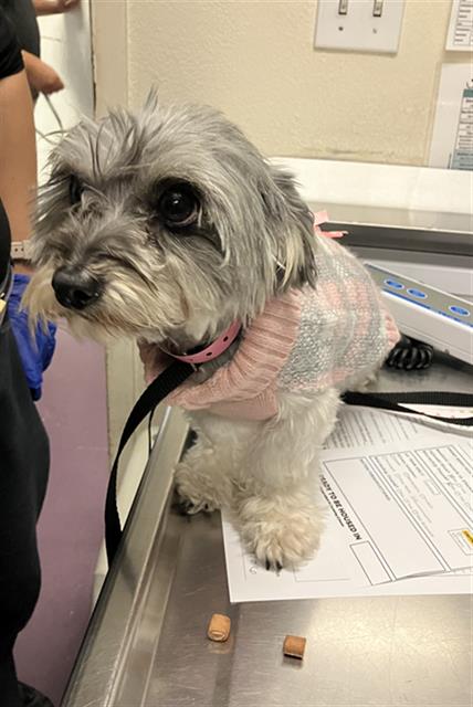 Shelter Stray Female Dog last seen Near BLOCK BLCK CANAL AVE, LONG BEACH, CA, 90810, 7700 E Spring St, Long Beach, CA 90815, USA