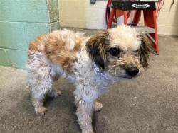 Shelter Stray Female Dog last seen STOCKTON BLVD & FRUITRIDGE RD, 2127 Front St, Sacramento, CA 95818, USA