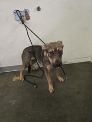 Shelter Stray Male Dog last seen , 1850 W 60th St, Los Angeles, CA 90047, USA