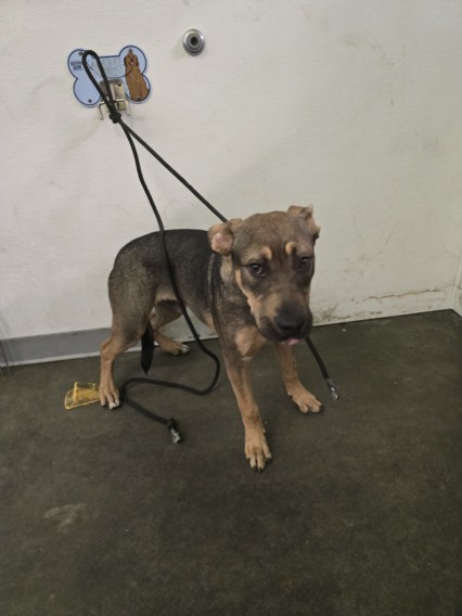 Shelter Stray Male Dog last seen , 1850 W 60th St, Los Angeles, CA 90047, USA