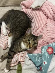 Lost Male Cat last seen Randolph area, Richmond, VA 23220