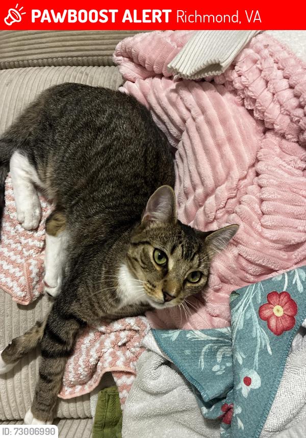 Lost Male Cat last seen Randolph area, Richmond, VA 23220