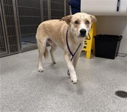 Shelter Stray Male Dog last seen LAGUNA SPRINGS DR / LAGUNA PALMS WAY, 9150 Union Park Way, Elk Grove, CA 95624, USA