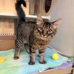 Shelter Stray Male Cat last seen W YALE LOOP/WOODHOLLOW, 92604, 6443 Oak Canyon, Irvine, CA 92618, USA