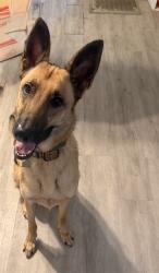 Shelter Stray Male Dog last seen Near BLOCK WORMWOOD RD, 2020 Forest St, Jacksonville, FL 32204, USA