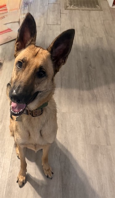 Shelter Stray Male Dog last seen Near BLOCK WORMWOOD RD, 2020 Forest St, Jacksonville, FL 32204, USA