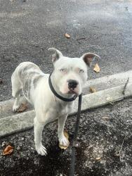 Shelter Stray Female Dog last seen Near BLOCK IRIS RUTH LN, 2020 Forest St, Jacksonville, FL 32204, USA