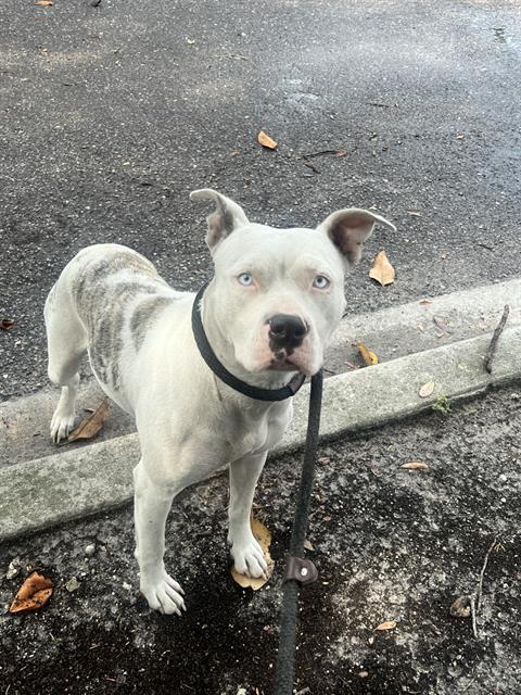 Shelter Stray Female Dog last seen Near BLOCK IRIS RUTH LN, 2020 Forest St, Jacksonville, FL 32204, USA