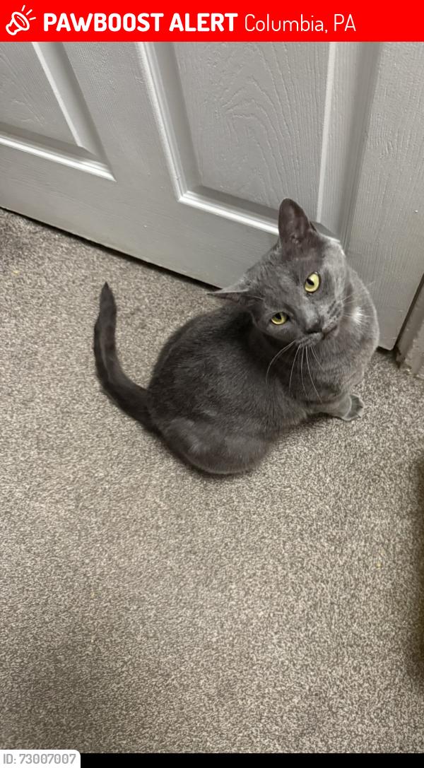 Lost Male Cat last seen Holy Trinity Church, Columbia, PA 17512