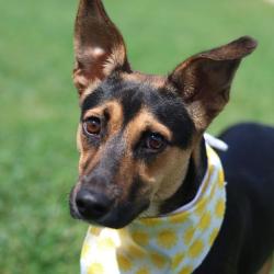 Shelter Stray Female Dog last seen Near FISCHER RD, 4710 TX-151, San Antonio, TX 78227, USA