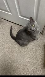 Lost Male Cat last seen Holy Trinity Church, Columbia, PA 17512