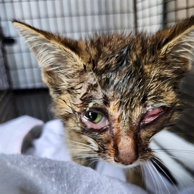 Shelter Stray Female Cat last seen COLIMA, 4710 TX-151, San Antonio, TX 78227, USA