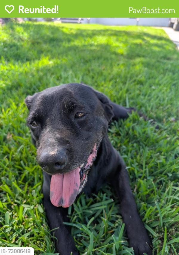 Reunited Male Dog last seen Farmington & Chipley, Greenville, SC 29605