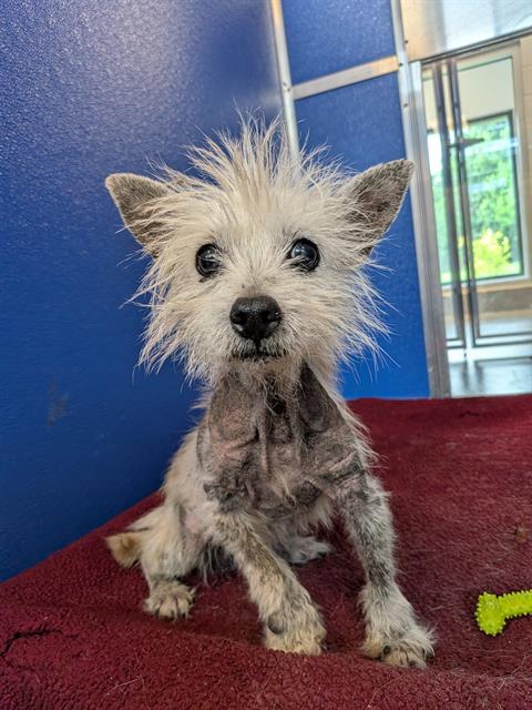 Shelter Stray Male Dog last seen Near , 2600 S Harding St, Indianapolis, IN 46221, USA