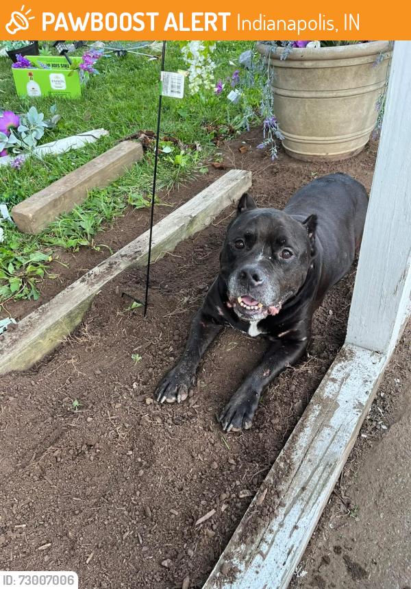 Found/Stray Male Dog last seen Denison Street, Indianapolis, IN 46241