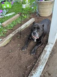 Found/Stray Male Dog last seen Denison Street, Indianapolis, IN 46241