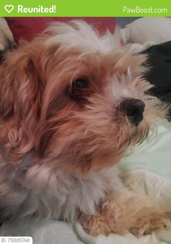 Reunited Male Dog last seen 25th and Barclay , Baltimore, MD 21218