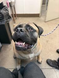 Shelter Stray Female Dog last seen , 4000 N Silverbell Rd, Tucson, AZ 85745, USA