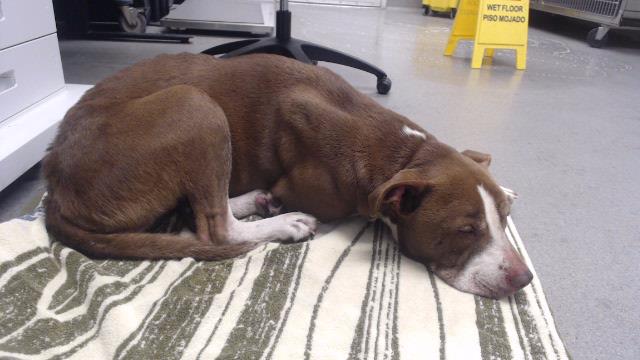 Shelter Stray Female Dog last seen E CRYSTAL COVE X EXECUTIVE PARKWAY, 1419 Bryant St, San Francisco, CA 94103, USA