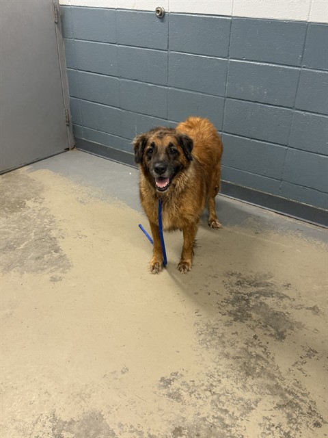Shelter Stray Female Dog last seen SPRINGHILL RD & CLINTON HUDSON LN, 1125 Easterwood Dr, Tallahassee, FL 32311, USA