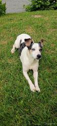 Found/Stray Male Dog last seen Woodward st. Greenville SC , Greenville, SC 29611