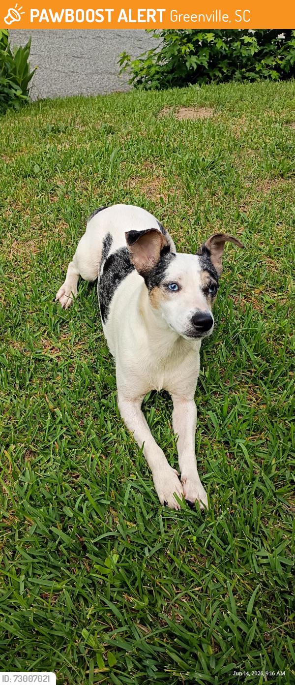 Found/Stray Male Dog last seen Woodward st. Greenville SC , Greenville, SC 29611