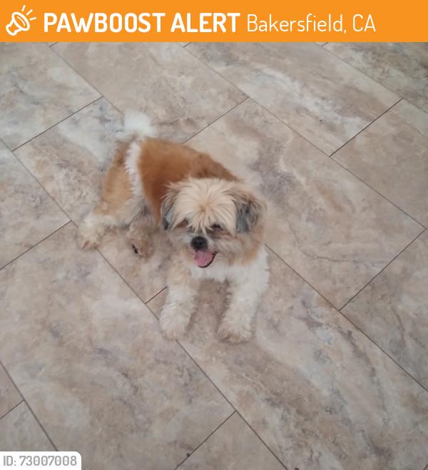 Found/Stray Male Dog last seen Safe One Credit Union, Bakersfield, CA 93304