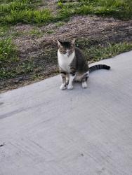 Lost Male Cat last seen Walmart parking lot , Houston, TX 77015