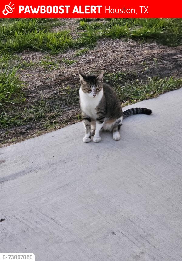 Lost Male Cat last seen Walmart parking lot , Houston, TX 77015