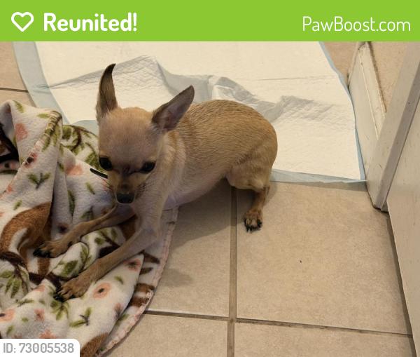 Reunited Male Dog last seen Saxony and Matthew Dr, Corpus Christi, TX 78418