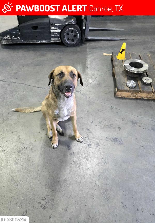 Lost Male Dog last seen Tree monkey rd and Ben Wiggins , Conroe, TX 77303