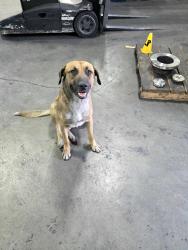 Lost Male Dog last seen Tree monkey rd and Ben Wiggins , Conroe, TX 77303