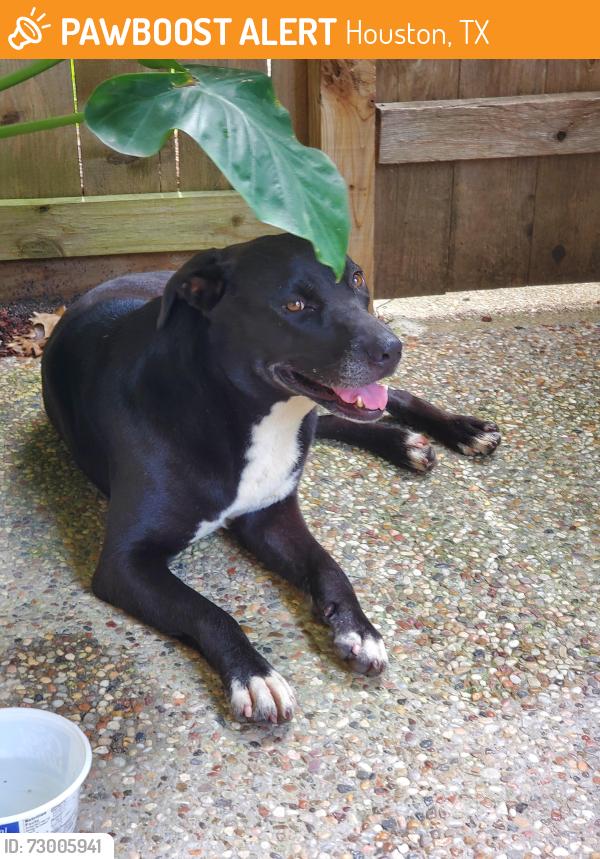 Found/Stray Female Dog last seen Woodwind Lakes @ Winfern, Houston, TX 77002