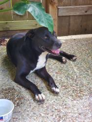 Found/Stray Female Dog last seen Woodwind Lakes @ Winfern, Houston, TX 77002