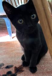 Lost Male Cat last seen Normandy Park neighborhood , Morristown, NJ 07960