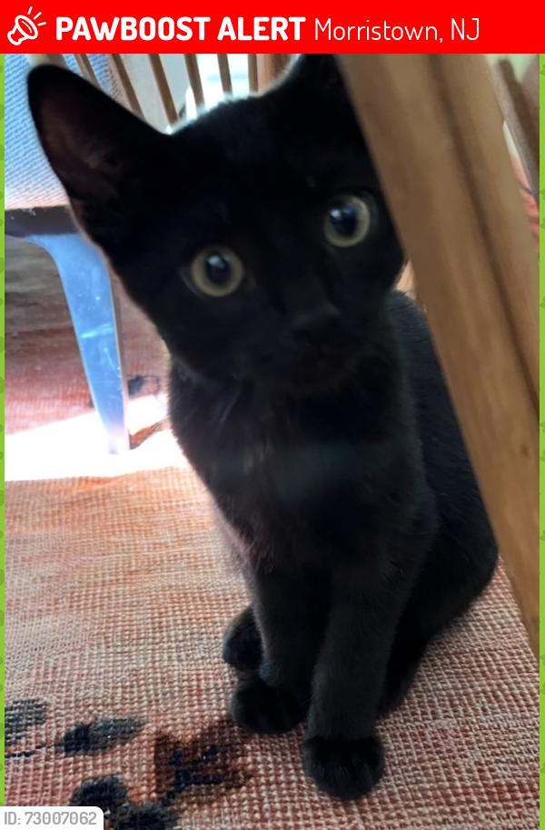 Lost Male Cat last seen Normandy Park neighborhood , Morristown, NJ 07960